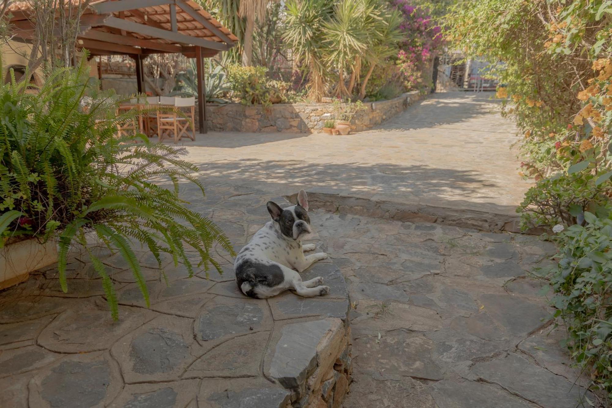 Private Pet Friendly Villa Ágios Nikólaos 외부 사진